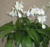 ,  .  Eucharis