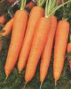 Лучшие семена и сорта моркови. Лучшие семена свеклы, репы, редьки и редиса
