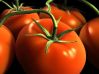 Почему томаты называют помидорами?
