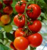 Лекарственные свойства помидоров