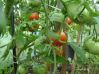 Почему чернеют плоды томата?