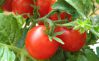 Выращивание томатов. Как вырастить помидоры на даче