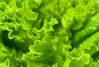 Чем полезен салат-латук? Лечебные и полезные свойства салата-латук