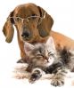 Оказание первой медицинской помощи домашним животным