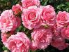 Ремонтантные розы. Сорта ремонтантных роз