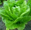 Выращивание салата