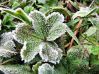 Как защитить растения на даче от заморозков