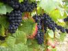 Как вырастить виноград на даче