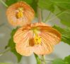 ,  . Abutilon