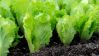 Чем подкормить салат для роста