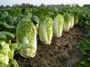 Чем подкормить цветную капусту для роста в открытом грунте