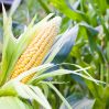 Лечебные свойства кукурузы