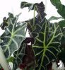 . Alocasia