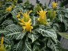 . Aphelandra