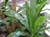 .  Aspidistra