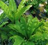 , .  Asplenium