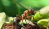 Муравьи в саду. Как избавиться от муравьев в саду