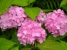 , .  Hydrangea