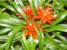 , .  Guzmania