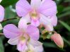 .  Dendrobium