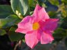 , .  Dipladenia, Mandevilla