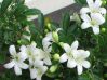 .  Jasminum