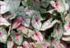 .  Caladium