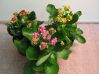 , .  Kalanchoe