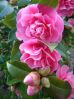 .  Camellia