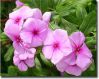 , .  Catharanthus