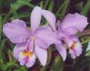 .  Cattleya