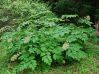  . Aralia mandshurica