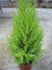 .  Cupressus