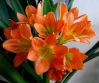 .  Clivia