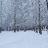 Деревья в снегу в парке. Фото