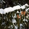 Шишки на ёлке в снегу. Фото