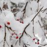 Красные ягоды. Снег. Ветки в снегу. Фото