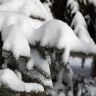 Снег на ветке голубой ели. Фото